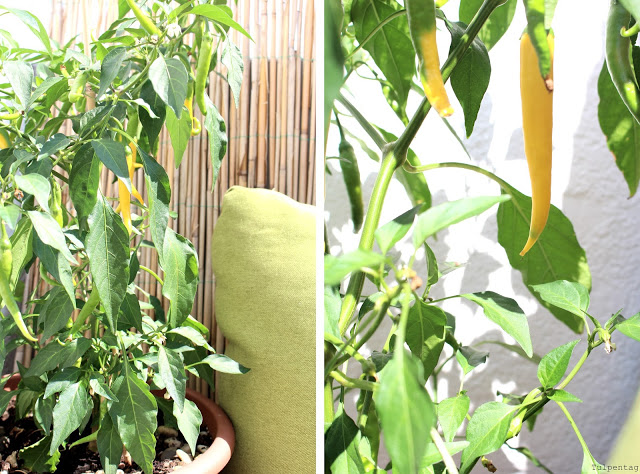 balkon chili pflanzen deko