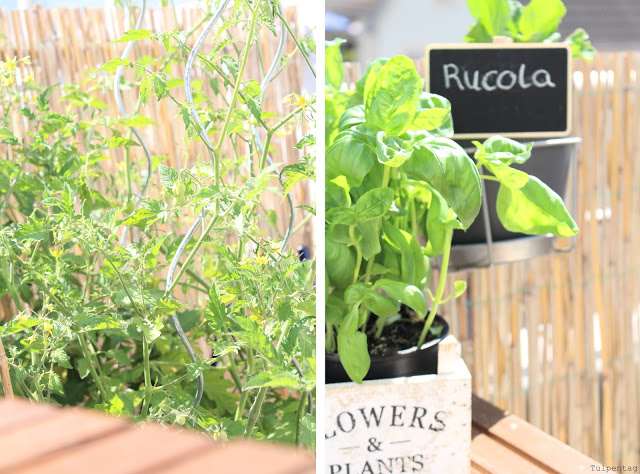 balkon tomaten pflanzen deko