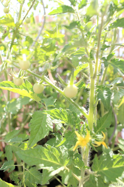 balkon tomaten pflanzen deko