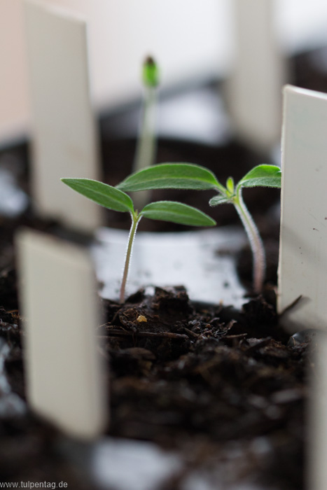 Gemüse selber anzüchten. Gemüseanzucht. Gemüse vorziehen. #garten #selbstversorger #saatgut