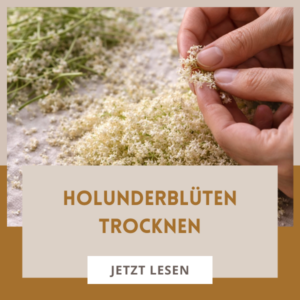 Holunderblüten trocknen. Eine Anleitung mit und ohne Backofen