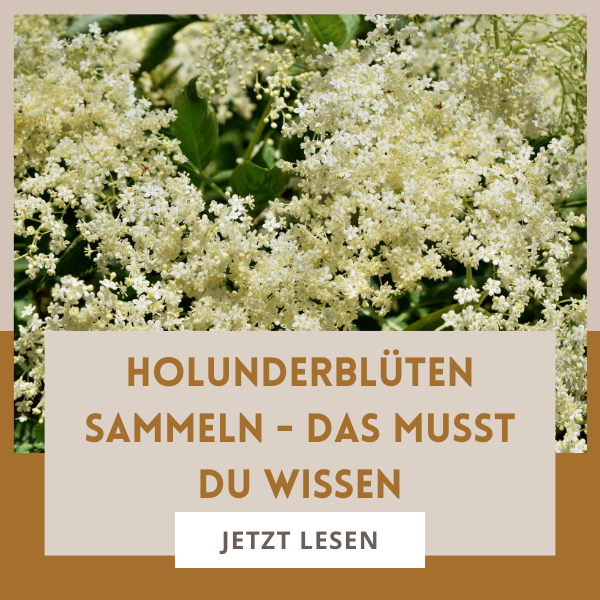 Holunderblüten sammeln. Erkennen, ernten und verwerten. Alle Infos und worauf du achten musst